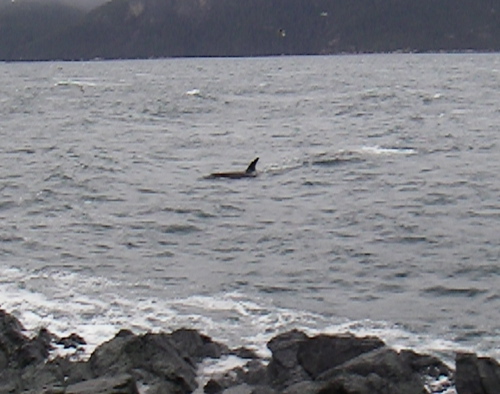 Killer whale near beach