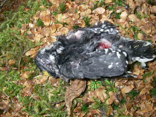 Dead Woodpecker