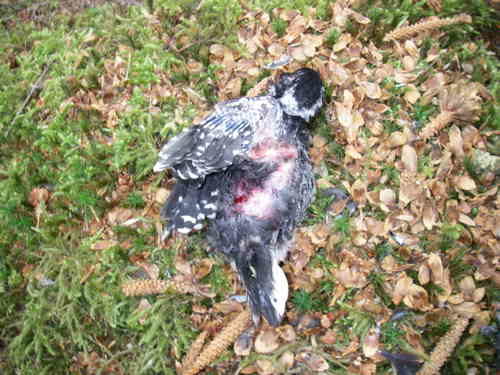 dead woodpecker's injuries