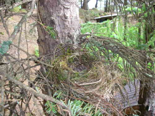 hermit thrush nest