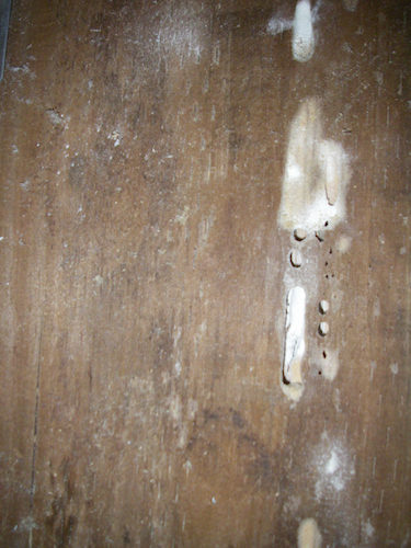carpenter ant holes in wood