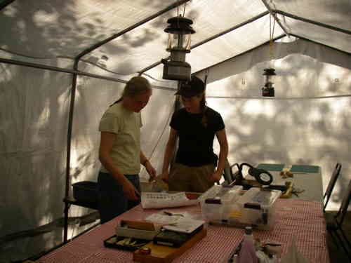 archaeological cataloging tent