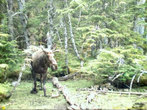 young moose in swamp