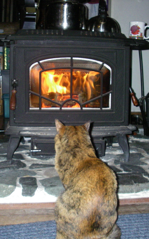 cat by the wood stove