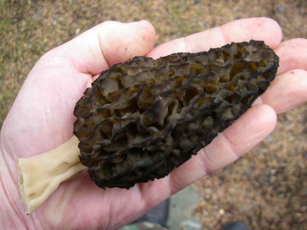 The morel from the rhubarb patch. This is the biggest we've ever seen! (Photo: Mark Zeiger).