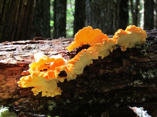 Who says dayglo orange is a color not found in Nature? I went back and picked the chicken of the woods (Photo: Mark A. Zeiger).