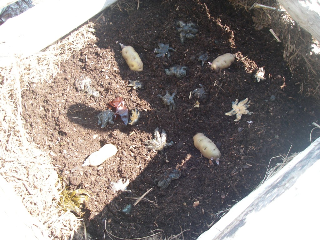 Seed Potatoes and Friends
