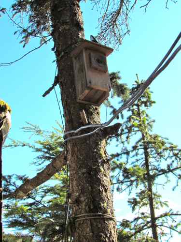 Newly relocated birdhouse. The solar panel lines below it should provide good perches (Photo: Mark A. Zeiger).