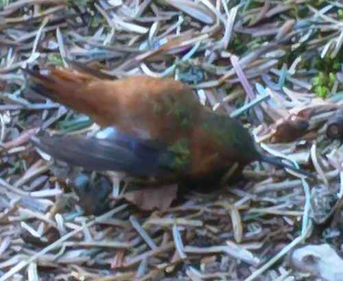 This is a poor image, but it was the best i could get without disturbing the bird further (Photo: Mark A. Zeiger).