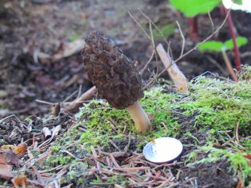 "Feed me, Seymour!" This year's (first?) morel (Photo: Mark A. Zeiger).