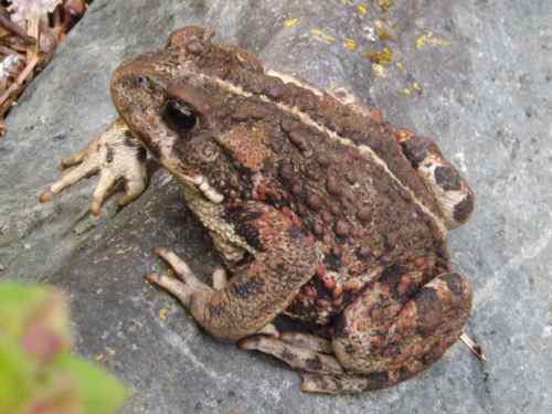 Western (boreal) toad in our new garden bed (Photo: Mark A. Zeiger).