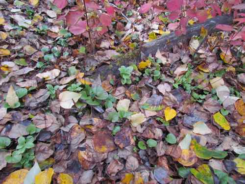 Autumn ground cover along the Chilkat River (Photo: Michelle L. Zeiger).