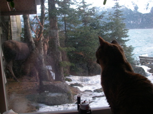 cat watching moose through window