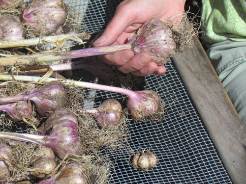 Hard neck garlic (Photo: Mark A. Zeiger).