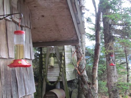 The feeders are ready for when guests arrive (Photo: Mark A. Zeiger).
