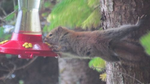 Red squirrel, caught red handed at the hummingbird feeder (Photo: Mark A. Zeiger).
