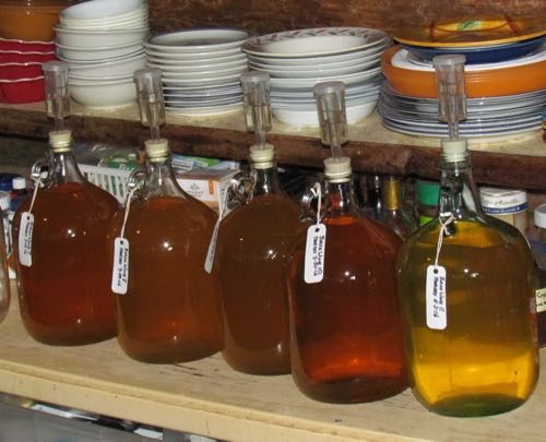 Five gallons of birch wine, good to go (Photo: Mark A. Zeiger).
