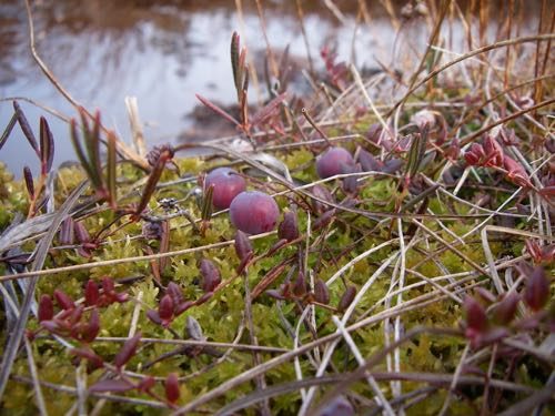Bog cranberries at the edge of the bog (Photo: Michelle L. Zeiger).