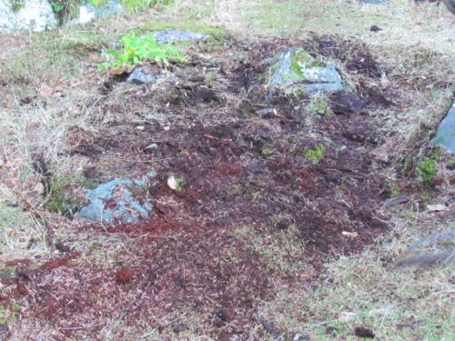 The aftermath of spruce root removal (Photo: Mark A. Zeiger).