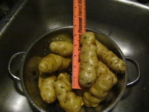Maria's potatoes, about 3 times our normal size (Photo: Michelle L. Zeiger).
