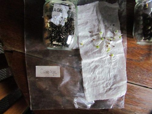 Cabbage Seeds tested for germination rate. (photo: Michelle L Zeiger)