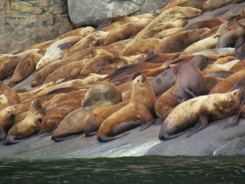 Stellar sea lions on Lynn Canal