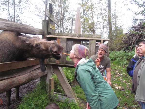 Woman feeding a moose