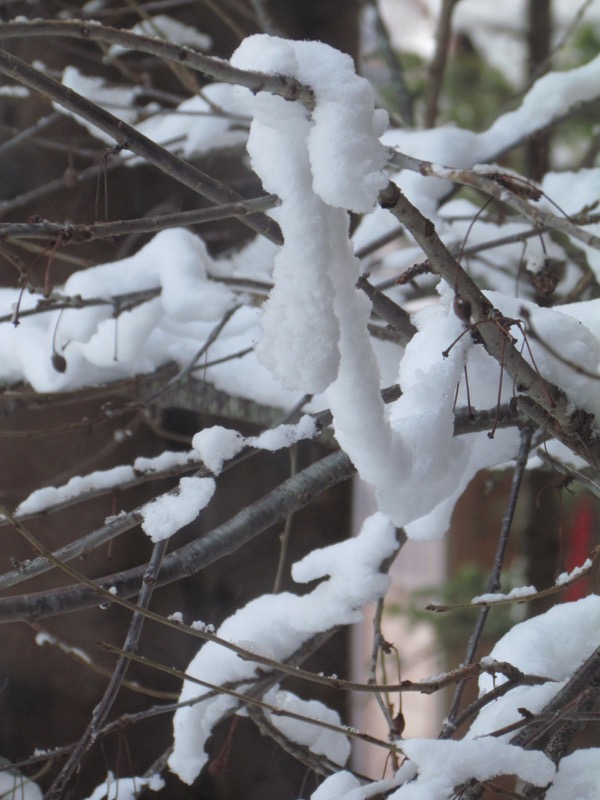 snow sagging on tree branches