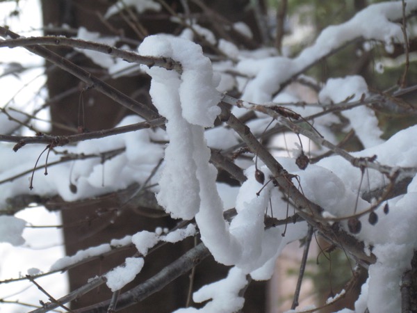 snow sagging on tree branches