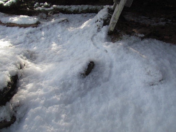 shrew track way in snow