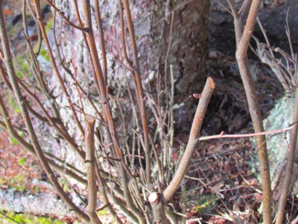 birch suckers cut to reveal when sap starts flowing