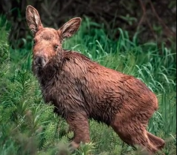 newborn moose calf