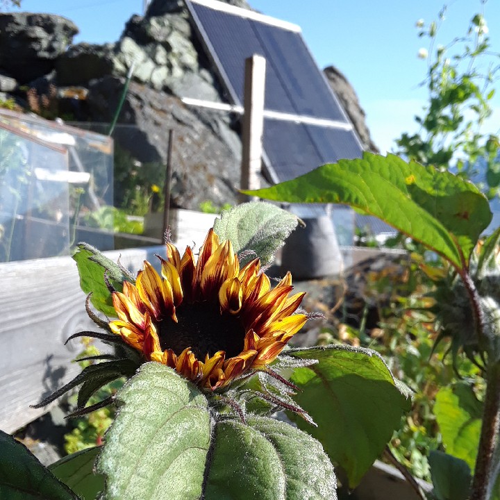 sunflowers and solar panels