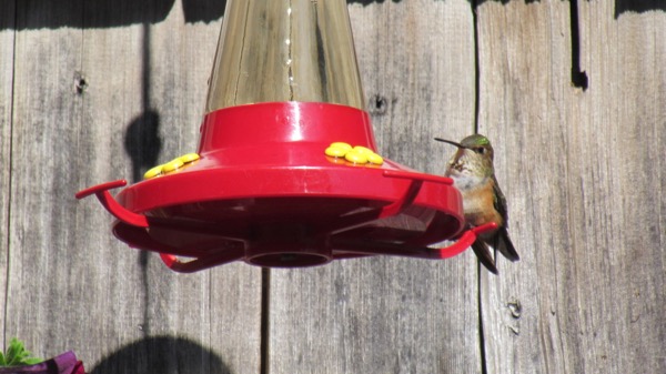 female hummingbird at feeder