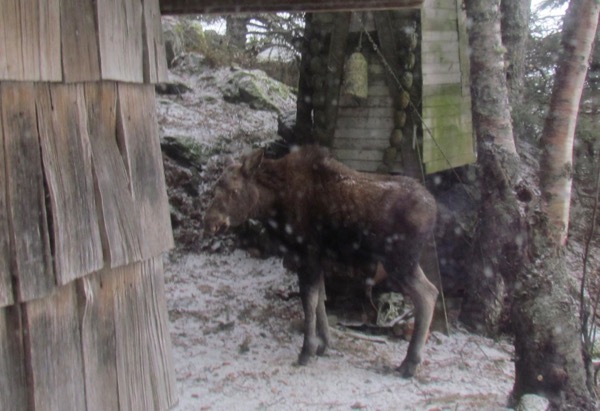 moose calf