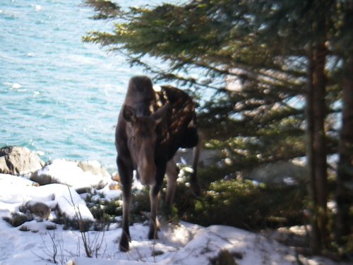 moose in the yard
