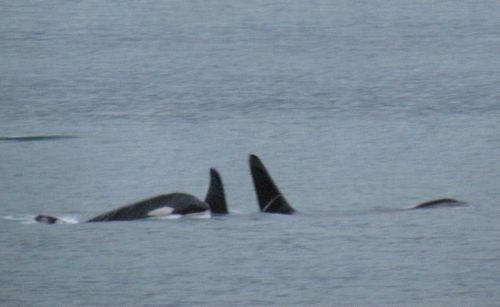 Killer whale pod near Zeiger Family Homestead