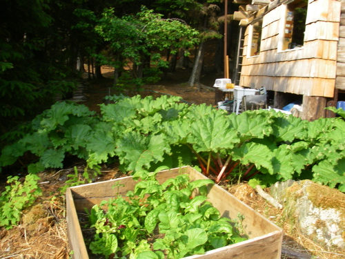 cold frame and rhubarb patch