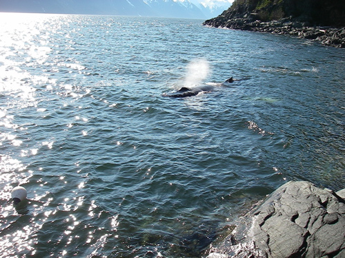 Humpback whale close to Zeiger Family Homestead beach